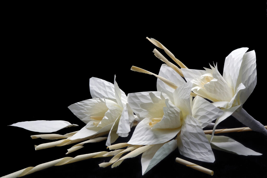 cremation service with memorial options